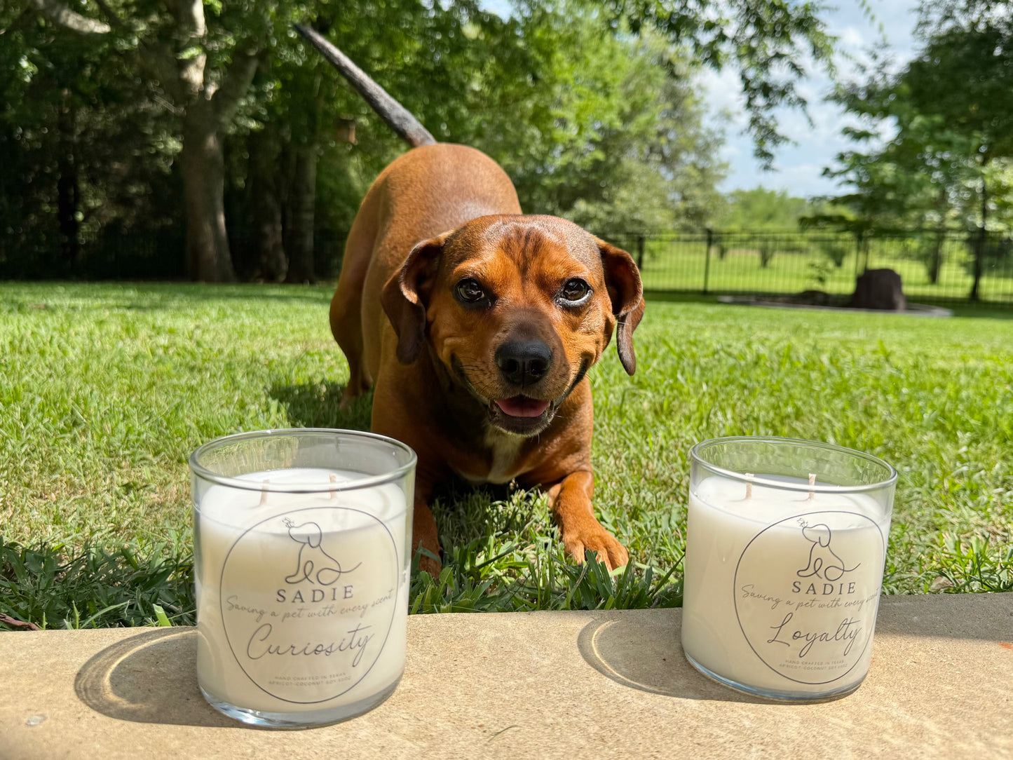 "Sadie" Pet Rescue Candle Line