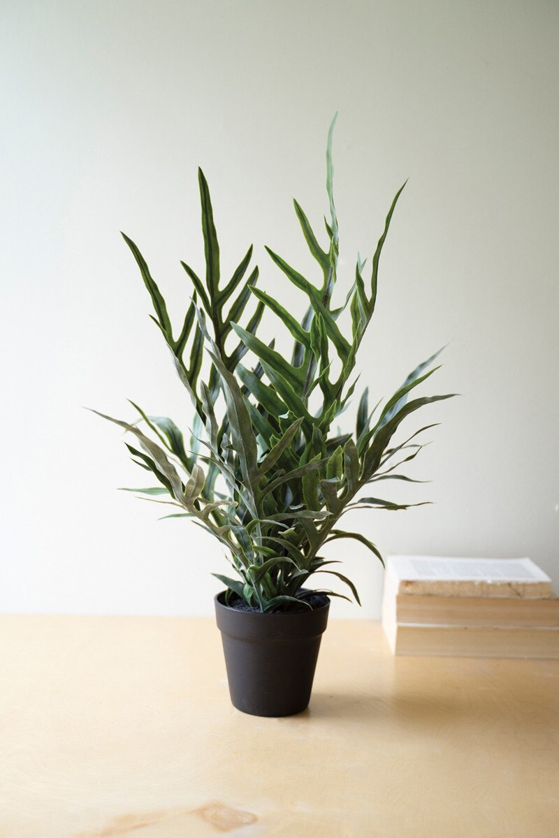 Potted Fern