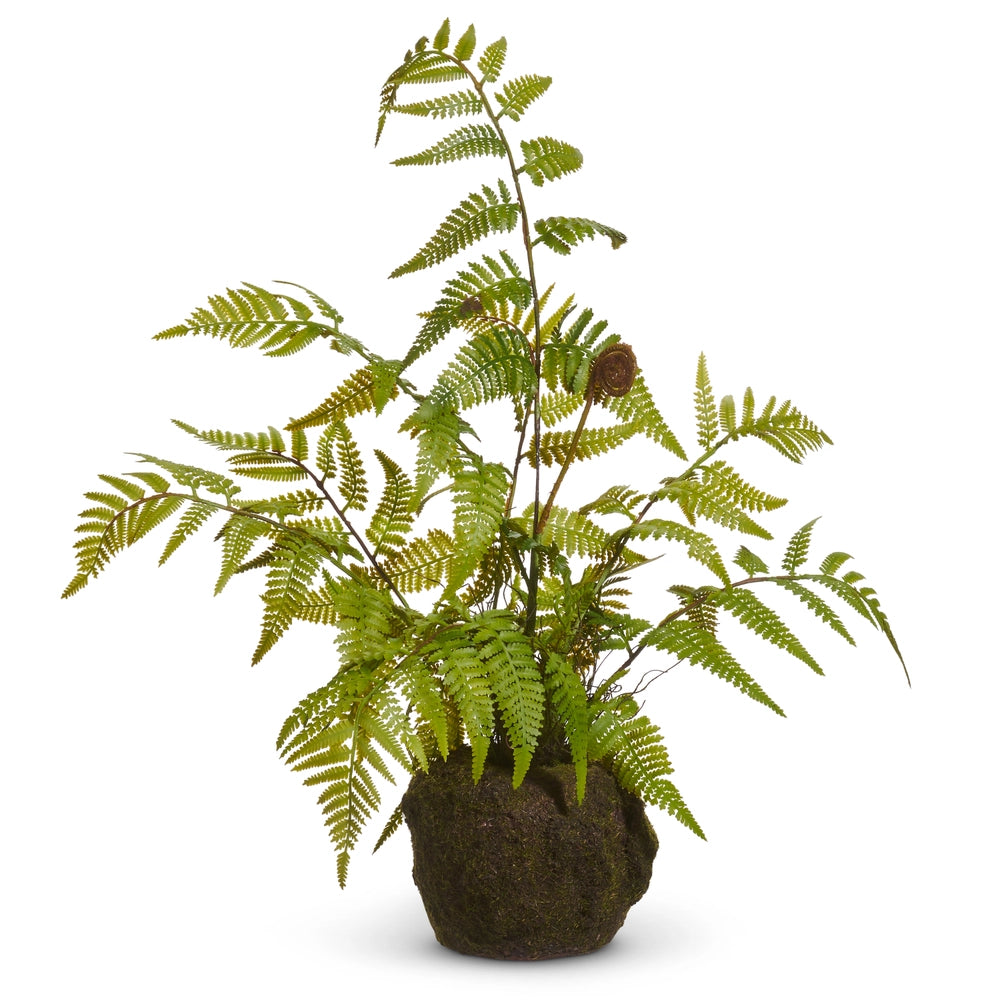 Fern and Moss Plant