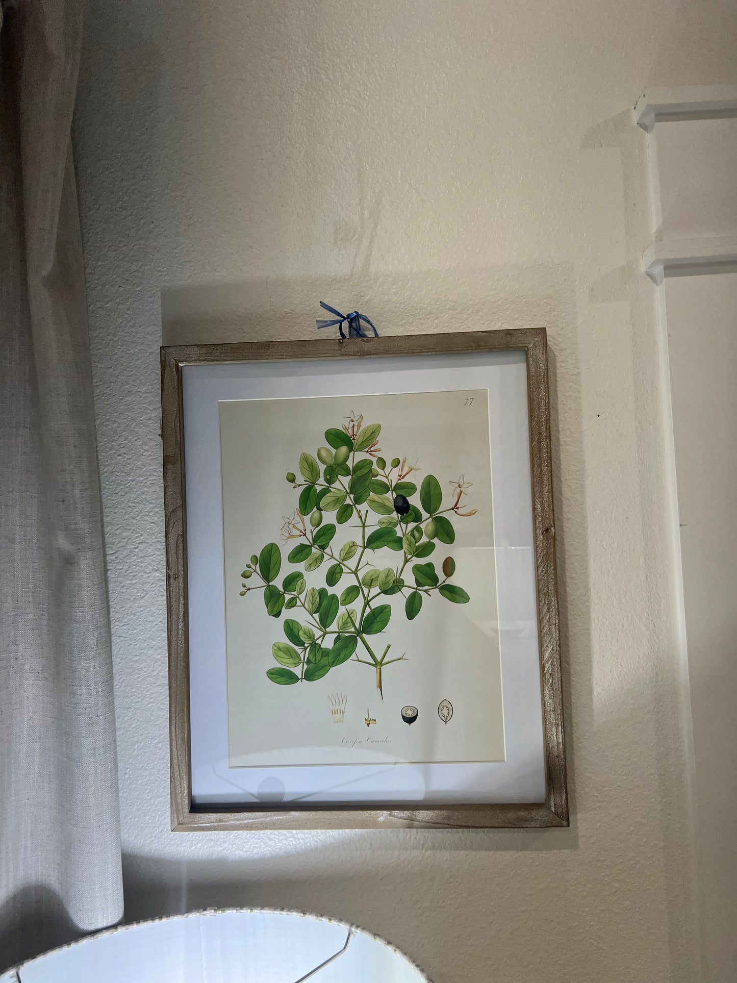 Tree leaf study print
