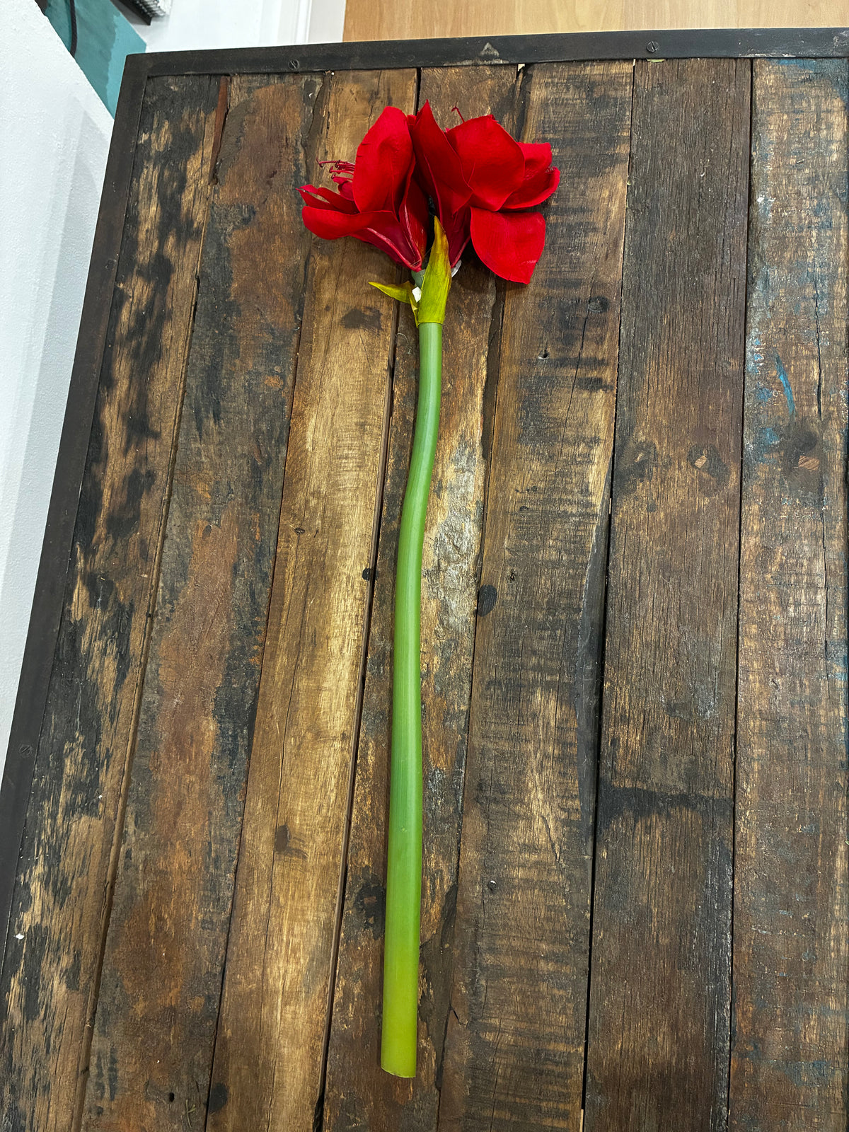 Red amaryllis