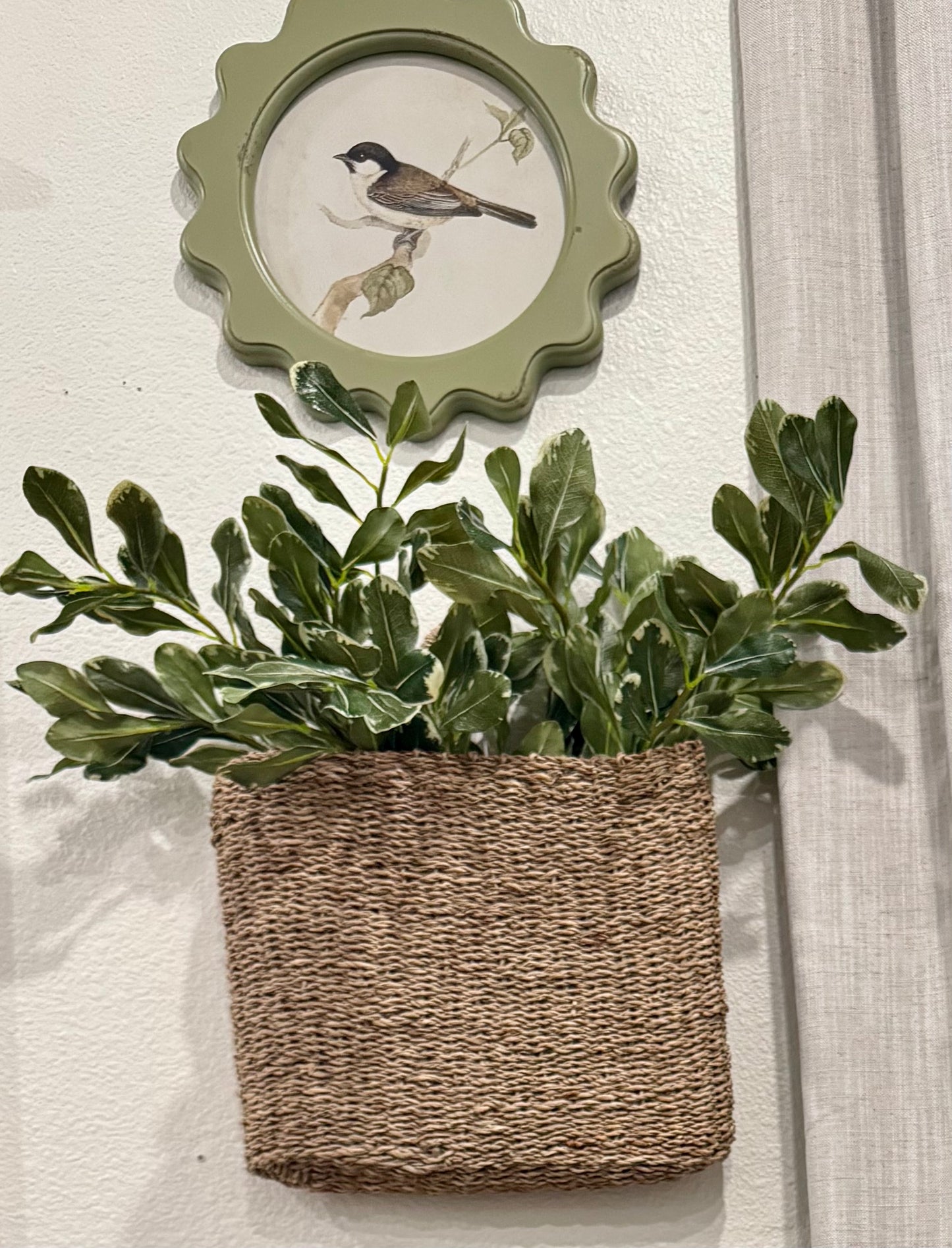 Pittosporum leaf stem