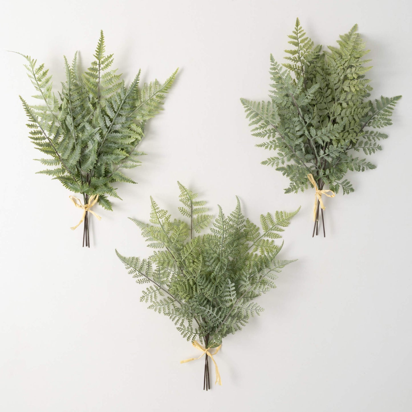 Sage Fern Bush Variety
