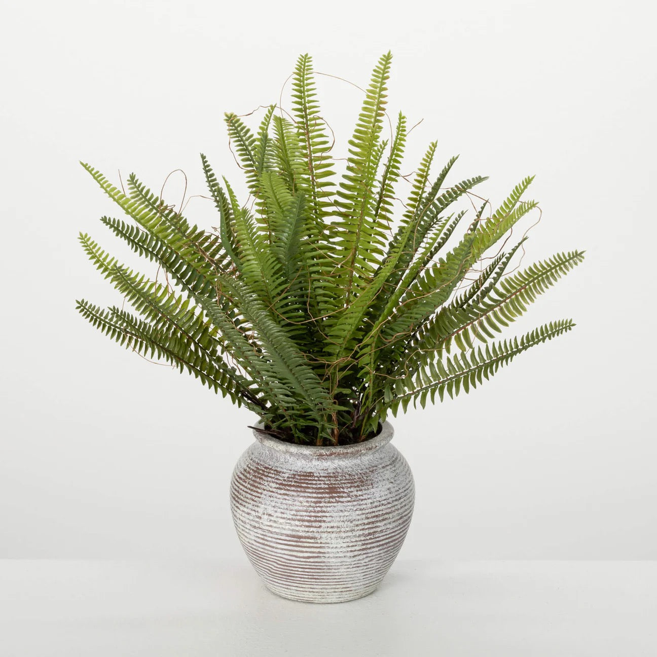 Potted fern