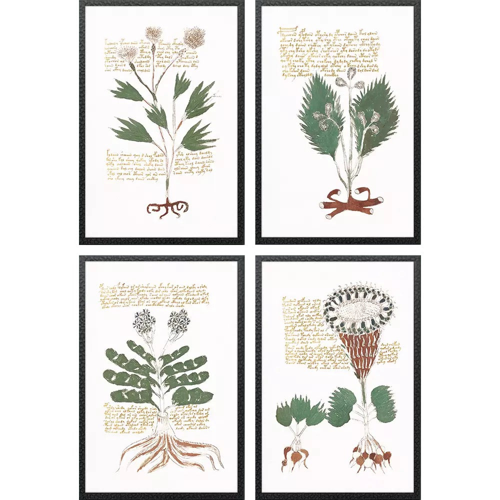 Magical Botany art prints