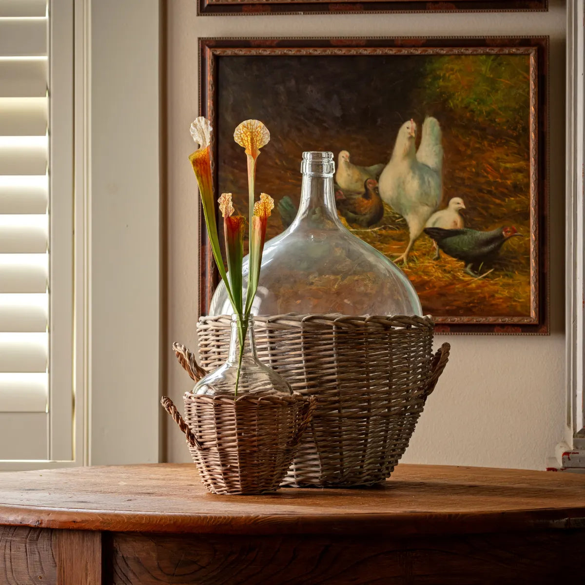 Sarracenia pitcher plant