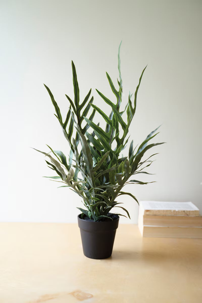 Fern in black pot