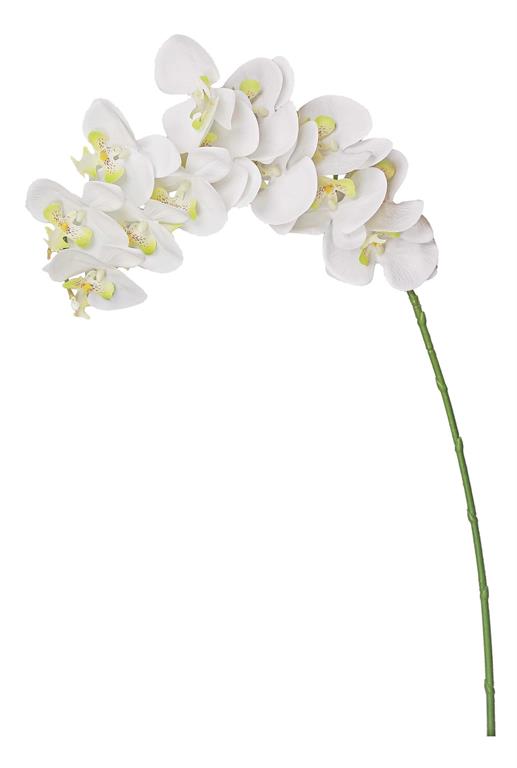 Phalaenopsis Orchid, White 31"