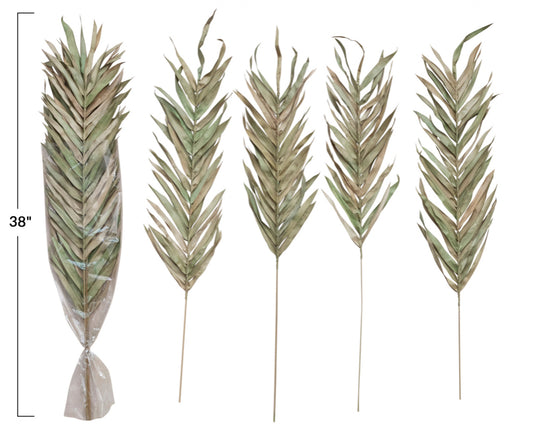 Dried Fountain Palm Bunch