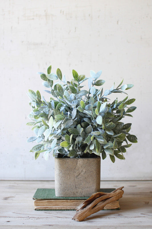 Sage Bush in Square Pot