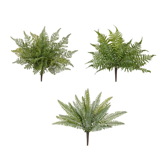 Fern Bush