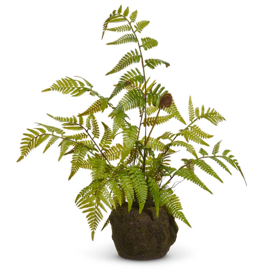 Fern and Moss Plant