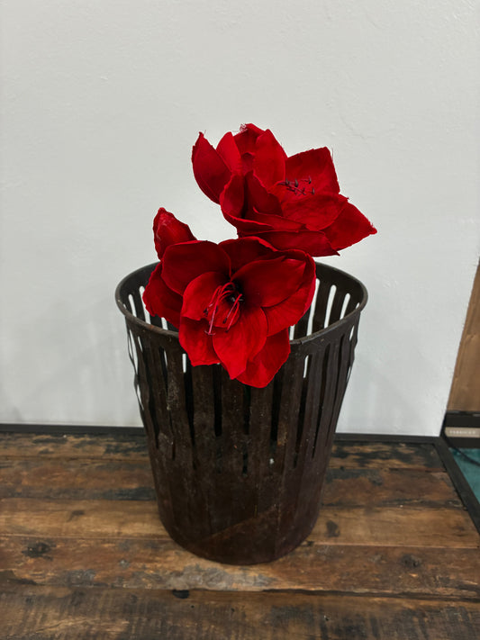 Red amaryllis