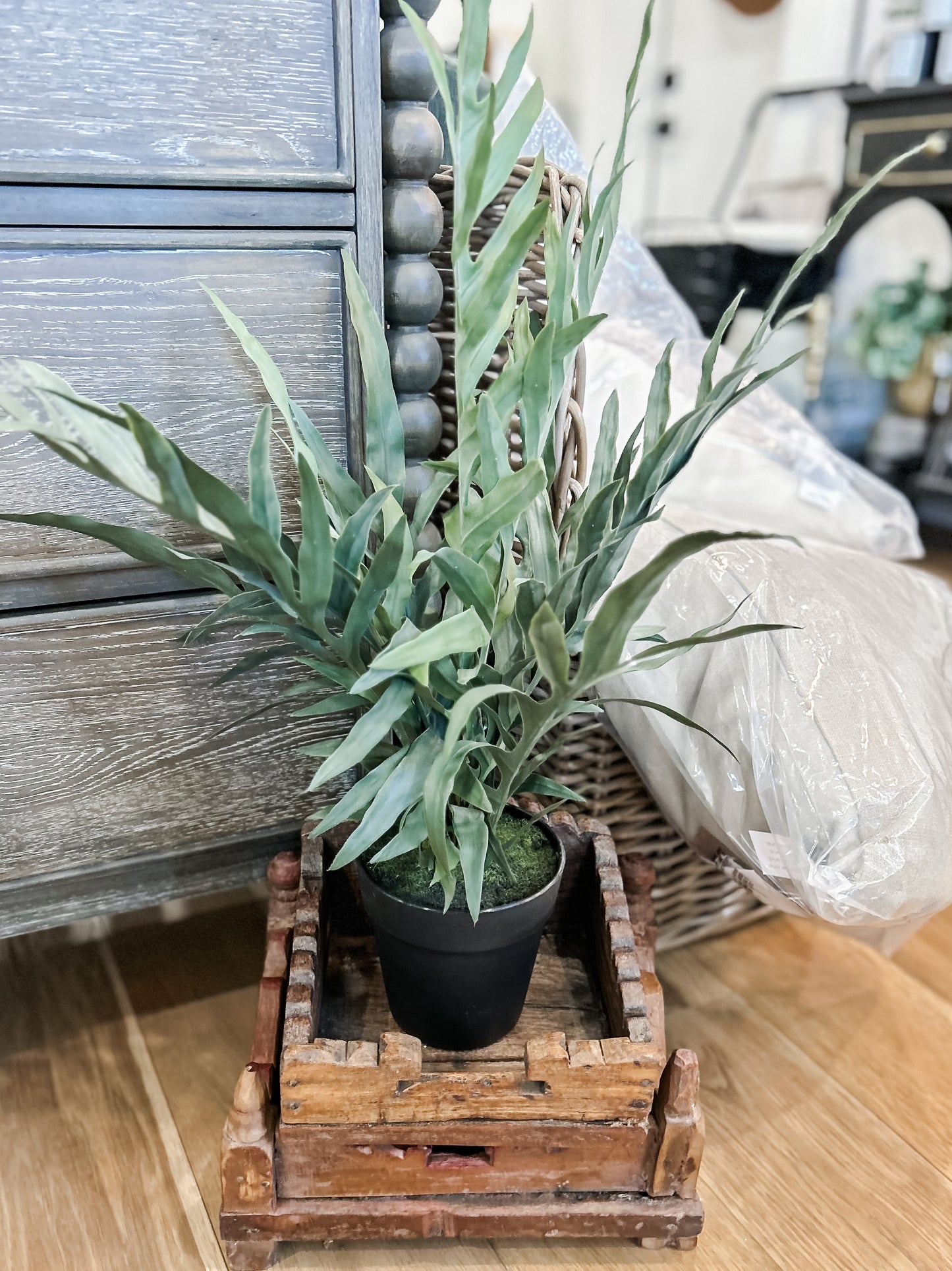 Potted Fern