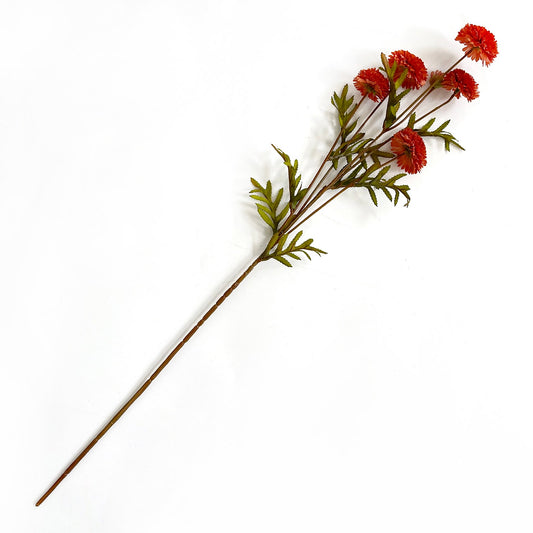 Aster Salmon