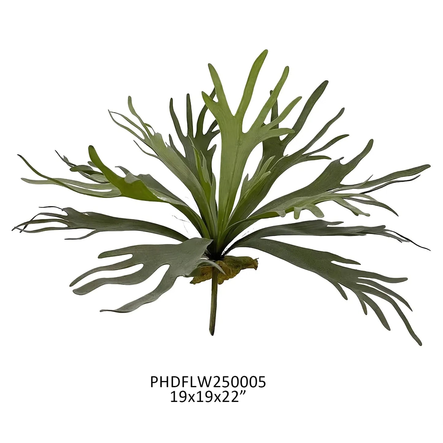 Staghorn Fern
