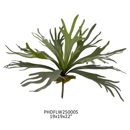 Staghorn Fern