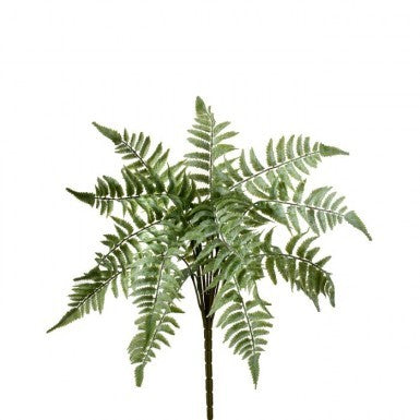 Leather Fern Bush Light Green